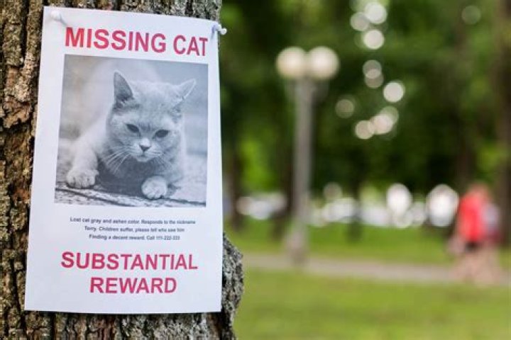 A Journey To Find The Missing Cat