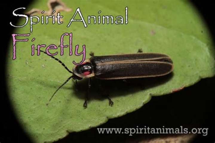 Firefly Spirit Animal Meaning Totem Meaning: Sign Of Redemption